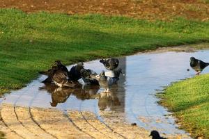 pombos selvagens em um parque da cidade em israel. foto