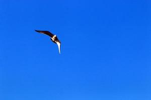 pássaros no céu sobre o mar mediterrâneo. foto