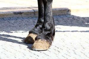 cavalos domésticos em um estábulo em israel. foto