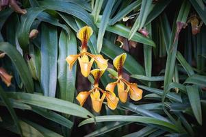 chinelo de senhora ou paphiopedilum villosum orquídea selvagem na thaila foto