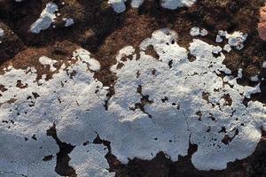 líquenes crescendo em uma superfície de pedra foto