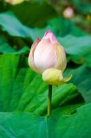 flor de lótus, Tailândia.