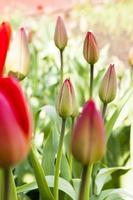 tulipas vermelhas. Primavera foto