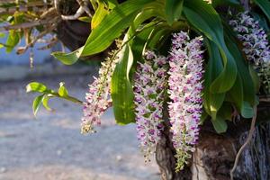 flor rhynchostylis gigantea foto