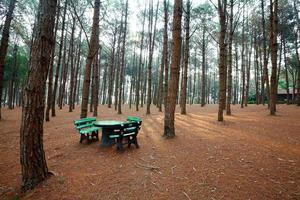 bancos de pedra e mesas na floresta de lariço com luz solar e sombras ao nascer do sol foto