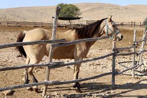 cavalos domésticos em um estábulo em israel. foto