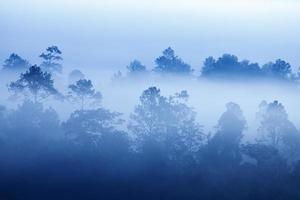 nevoeiro na floresta em khao-kho phetchabun, tailândia foto