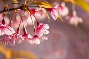 fechar o galho com flores de sakura rosa de manhã foto