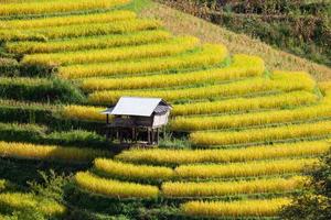 campo de arroz em terraços amarelos em ban pa bong peay em chiangmai, tailândia foto