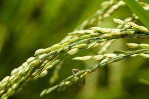 campo de arroz verde foto