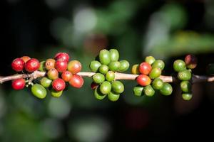 grãos de café, amadurecendo na árvore no norte da Tailândia foto