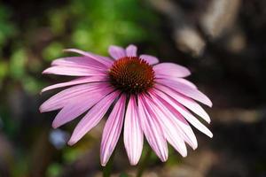 coneflowers roxos, close-up, foco seletivo foto