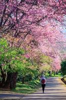 o turista relaxa e gosta de ver as flores da flor de cerejeira em khun wang chiangmai, tailândia. foto