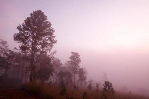 manhã nublada ao nascer do sol na montanha no parque nacional thung salang luang phetchabun, Tailândia foto