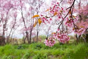 fechar o ramo com flores de sakura rosa foto