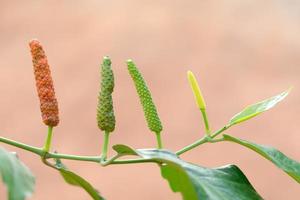 pimenta longa, especiarias e ervas com propriedades medicinais. foto