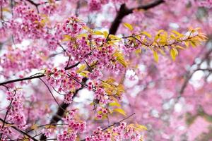 primavera sakura flor rosa abstrato natureza fundo foto