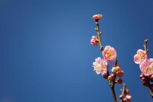 flor de pêssego no céu azul foto