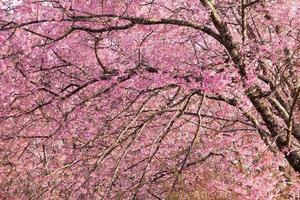 ramo com flores de sakura rosa foto