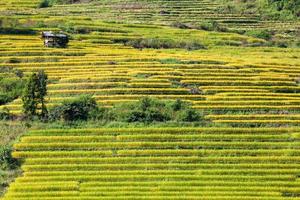 campo de arroz em terraços amarelos em ban pa bong peay em chiangmai, tailândia foto