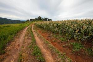 estrada rural com campos foto