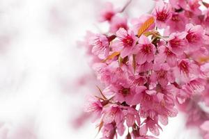 ramo com flores de sakura rosa. foto