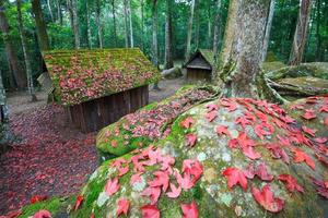 folha de bordo vermelho com escola política e militar no parque nacional de phu hin rong kla, tailândia foto