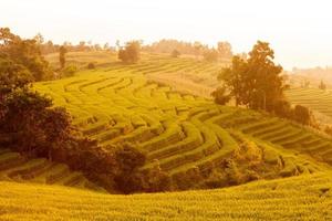 campo de arroz verde em terraços durante o pôr do sol em ban pa bong peay em chiangmai, tailândia foto