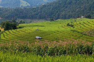 campo de arroz verde em socalcos em Ban pa bong peay em Chiangmai, Tailândia foto