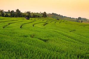 campo de arroz verde em terraços durante o pôr do sol em ban pa bong peay em chiangmai, tailândia foto