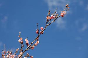 flor de pêssego no céu azul foto