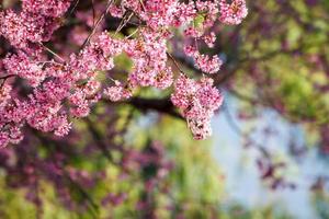 ramo com flores de sakura rosa. foto