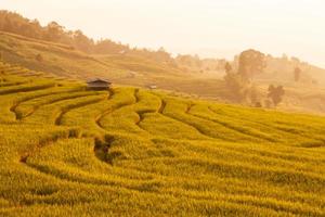 campo de arroz verde em terraços durante o pôr do sol em ban pa bong peay em chiangmai, tailândia foto