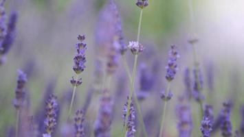 campos de lavanda florescem em hokkaido japão para relaxar no verão ou na primavera. foto