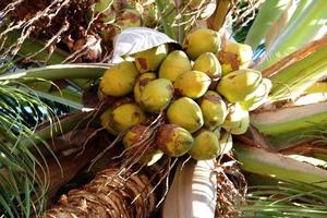 cocos estão pendurados em uma árvore. foto