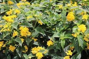 lantana indiana ocidental, camara lantana colorida na cor amarela. fundo natural floral foto