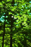fundo de floresta de folhas de bordo verdes foto