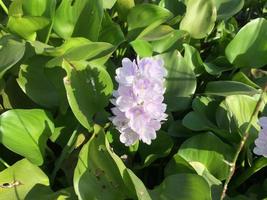 flores de plantas de jacinto de água que são lindas foto