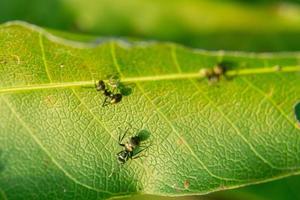 formiga preta em uma folha em um fundo desfocado foto