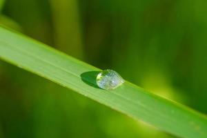 foto de close-up do orvalho da manhã nas folhas, gotas de água natural para fundo