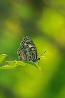 foto aproximada de uma mariposa empoleirada em uma folha, fundo desfocado