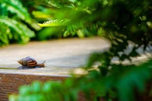 feche o pequeno caracol marrom está se movendo lentamente na placa de madeira foto