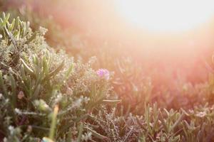 fynbos sul-africano foto