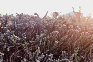 fynbos sul-africano foto