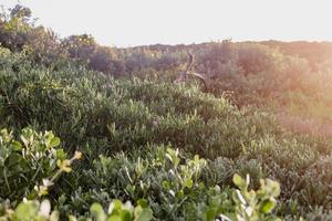 fynbos sul-africano foto