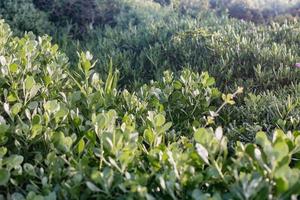 fynbos sul-africano foto