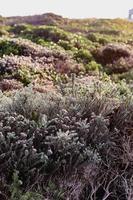 fynbos sul-africano foto