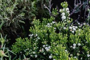 fynbos sul-africano foto