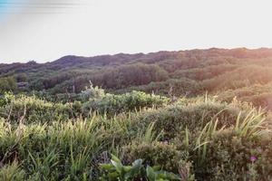 fynbos sul-africano foto