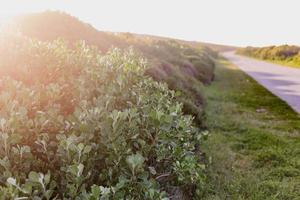 fynbos sul-africano foto